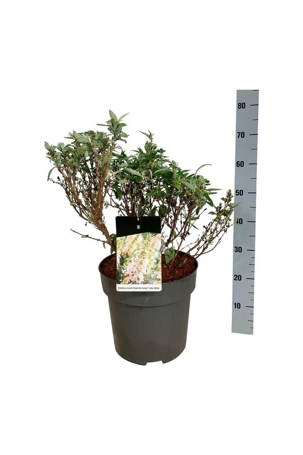 Vlinderstruik Buddleja B. Candy Little White