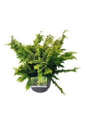 Chamaecyparis Fernspray Gold