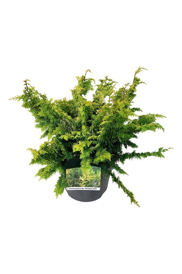 Chamaecyparis Fernspray Gold