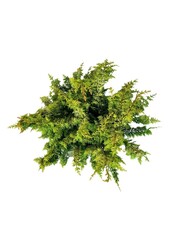 Chamaecyparis Fernspray Gold