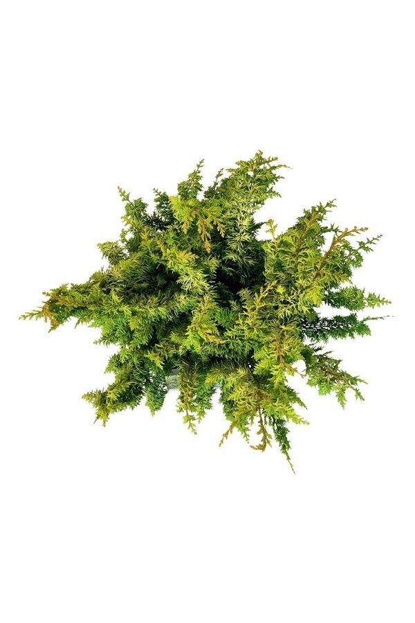 Chamaecyparis Fernspray Gold