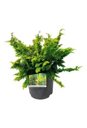 Chamaecyparis Fernspray Gold