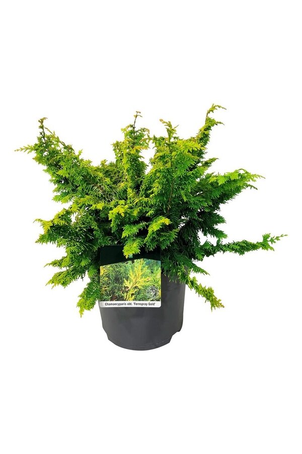 Chamaecyparis Fernspray Gold
