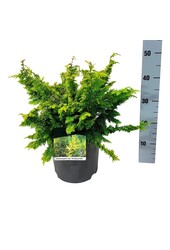 Chamaecyparis Fernspray Gold