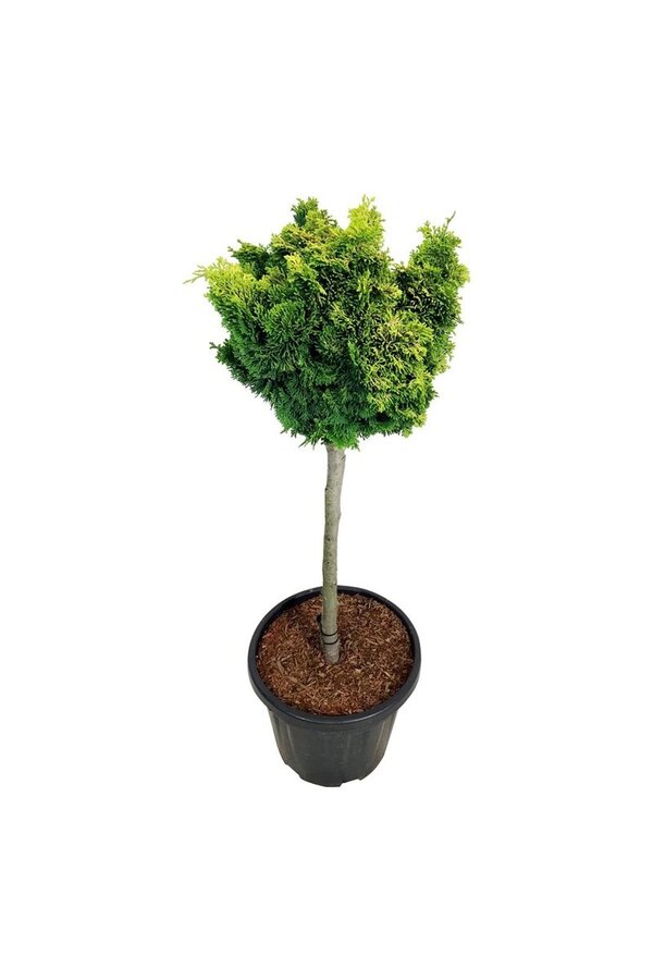 Chamaecyparis Nana Aurea