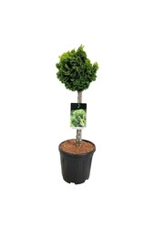 Chamaecyparis Nana Aurea