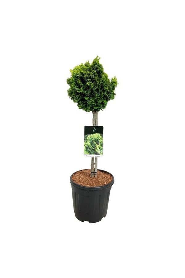 Chamaecyparis Nana Aurea