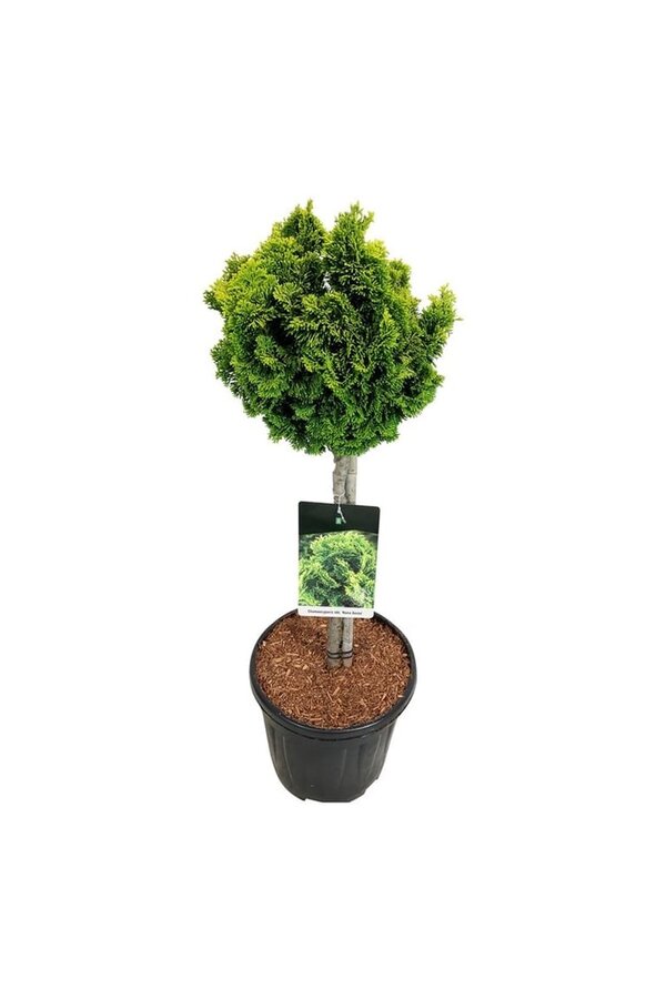 Chamaecyparis Nana Aurea