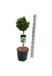 Chamaecyparis Nana Aurea