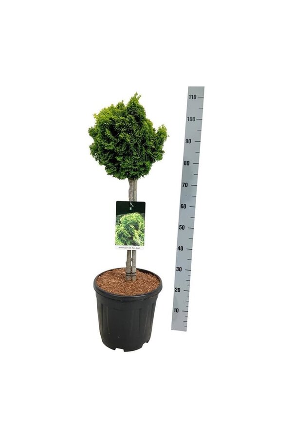 Chamaecyparis Nana Aurea