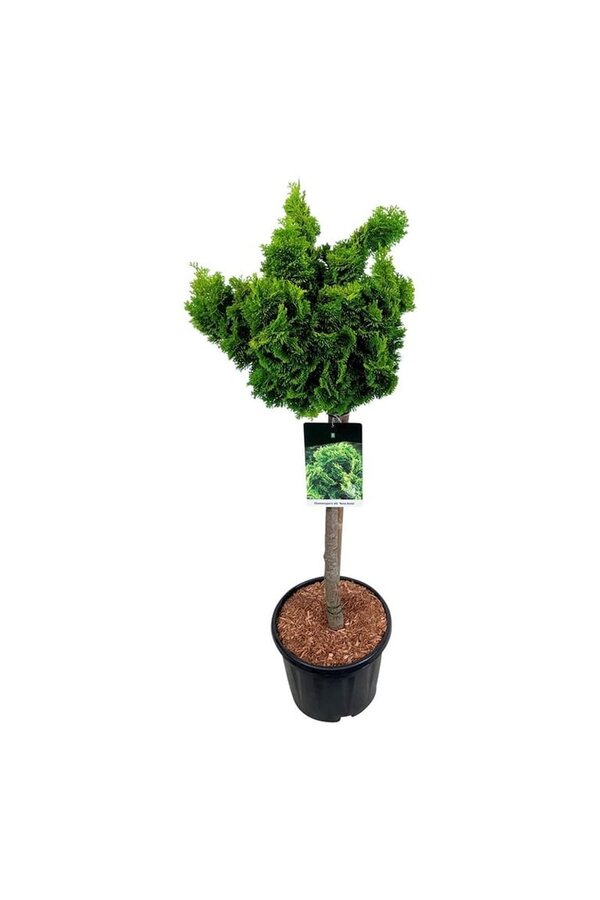 Chamaecyparis Nana Aurea