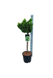 Chamaecyparis Nana Aurea