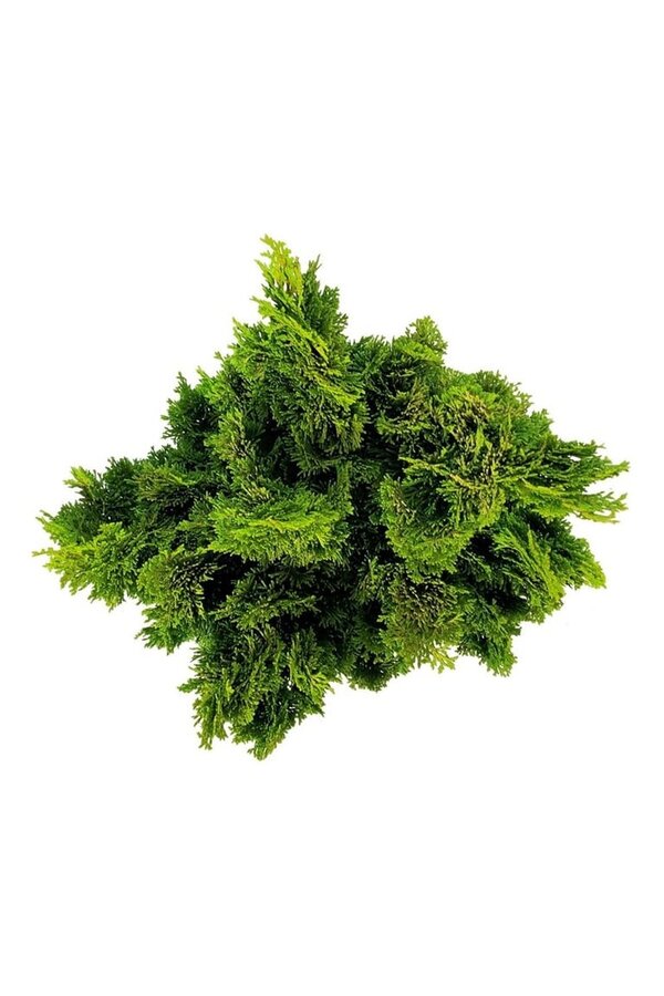 Chamaecyparis Nana Aurea