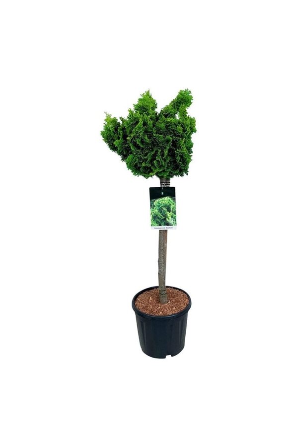 Chamaecyparis Nana Aurea
