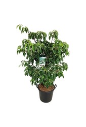 Kornoelje Cornus controversa Pagoda