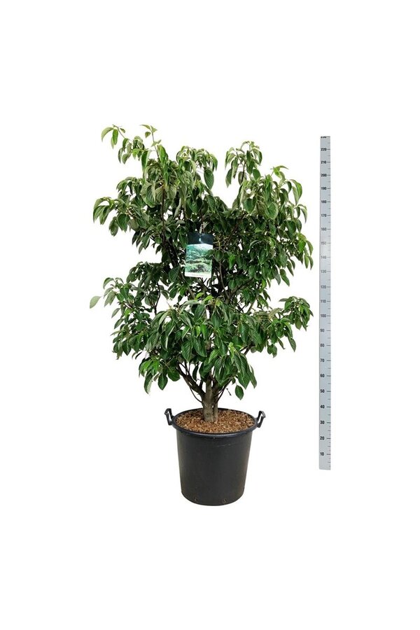 Kornoelje Cornus controversa Pagoda