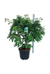 Kornoelje Cornus controversa Pagoda