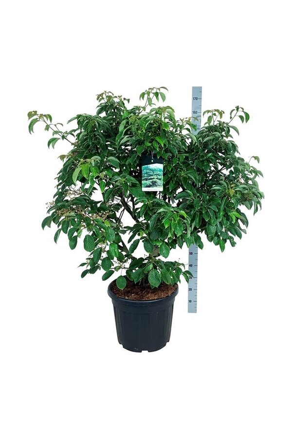 Kornoelje Cornus controversa Pagoda