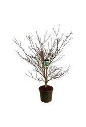 Kornoelje Cornus controversa Pagoda