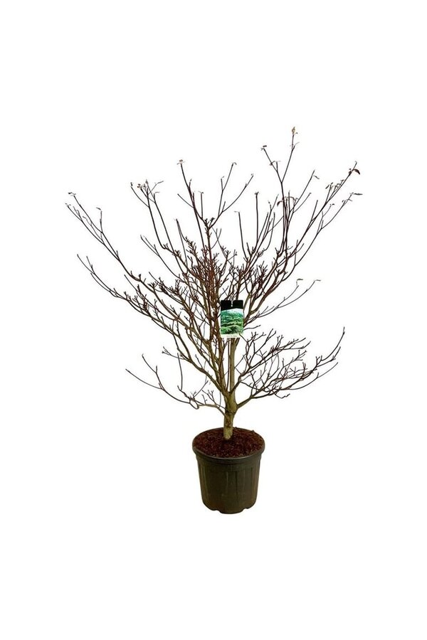 Kornoelje Cornus controversa Pagoda