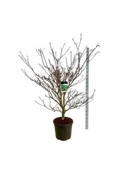 Kornoelje Cornus controversa Pagoda