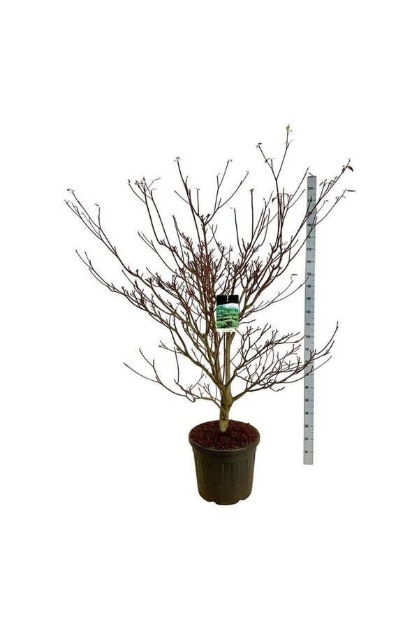 Kornoelje Cornus controversa Pagoda