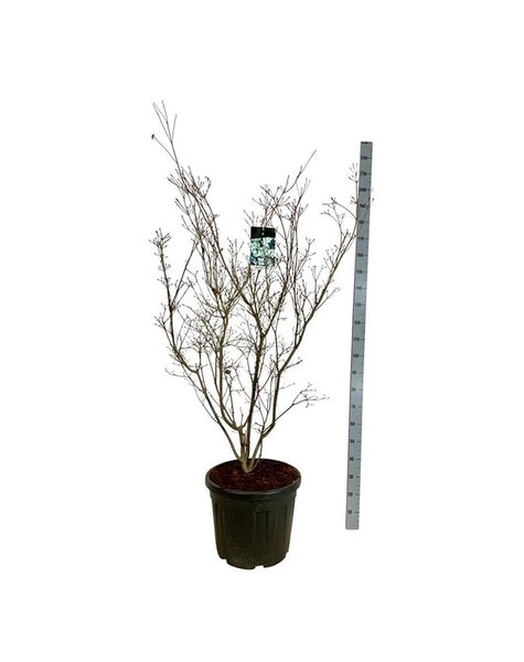 Cornus