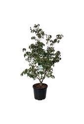 Kornoelje Cornus kousa China Girl