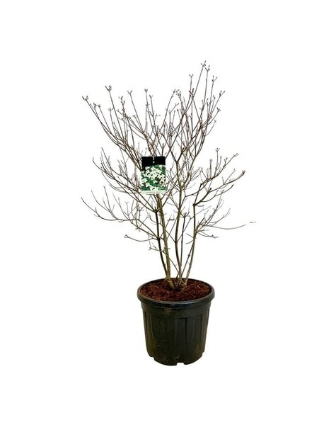 Cornus