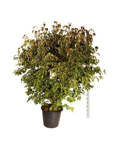 Cornus