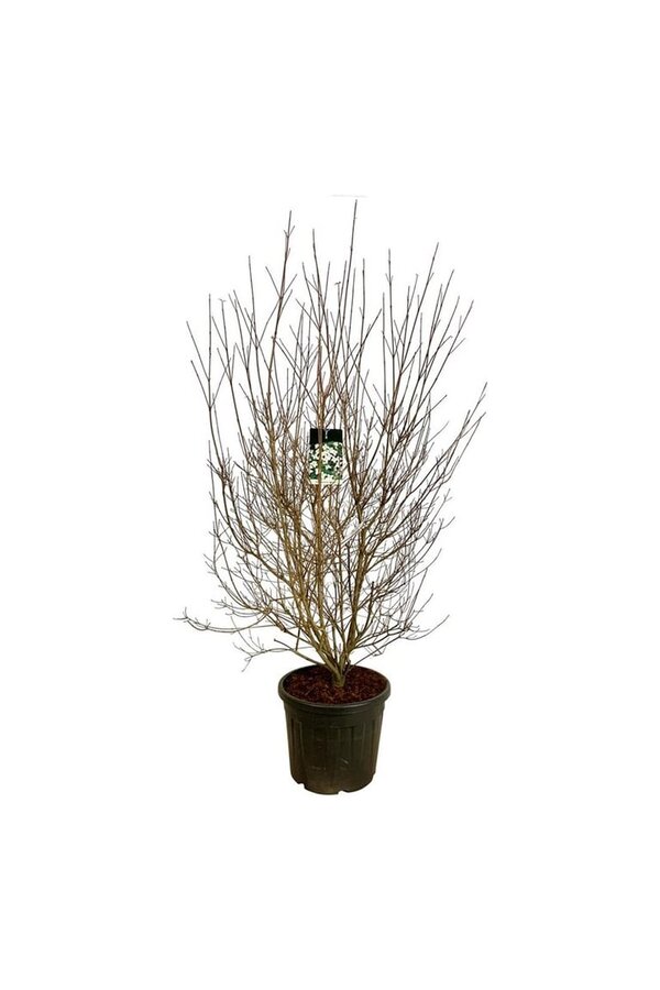 Kornoelje Cornus kousa chinensis