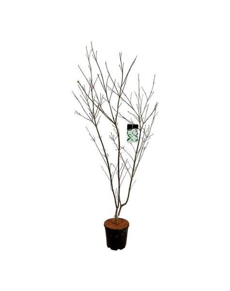 Cornus
