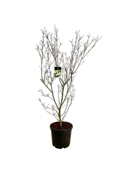 Cornus