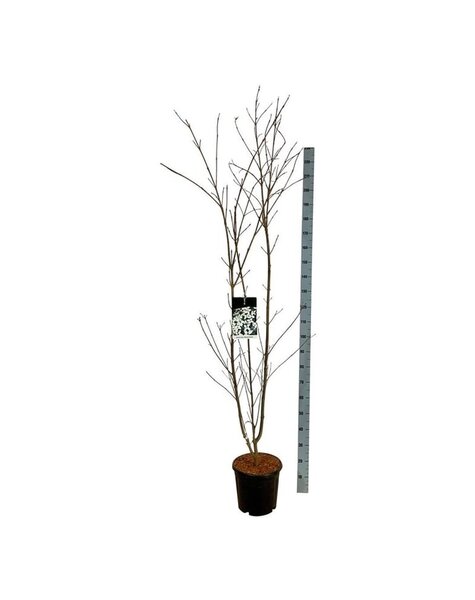 Cornus