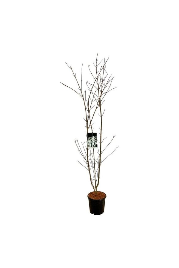Kornoelje Cornus kousa Weisse Fontaine