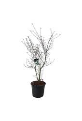 Kornoelje Cornus kousa Wietings Select