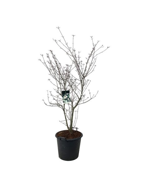 Cornus