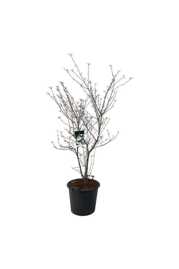 Kornoelje Cornus kousa Wietings Select