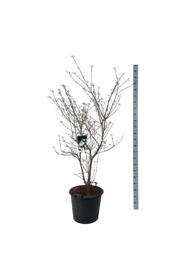 Kornoelje Cornus kousa Wietings Select