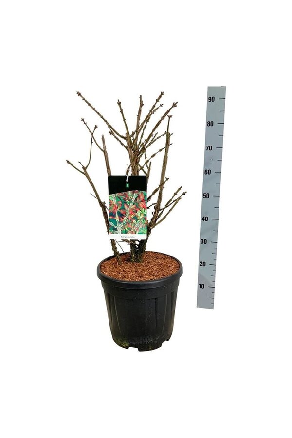 Kardinaalshoed Euonymus alatus