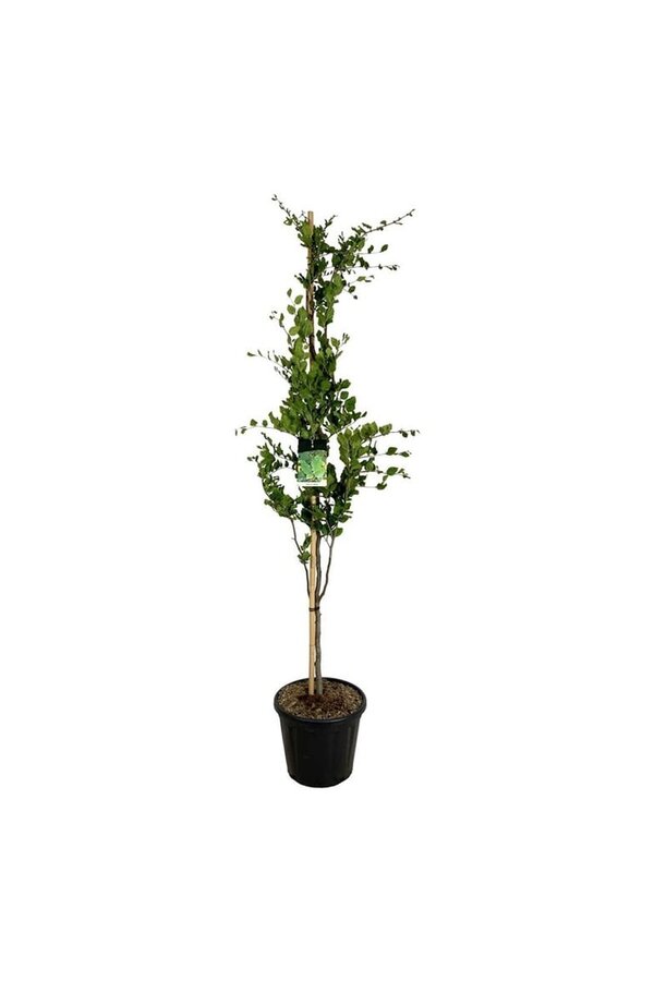 Beukenboom Fagus Dawyck