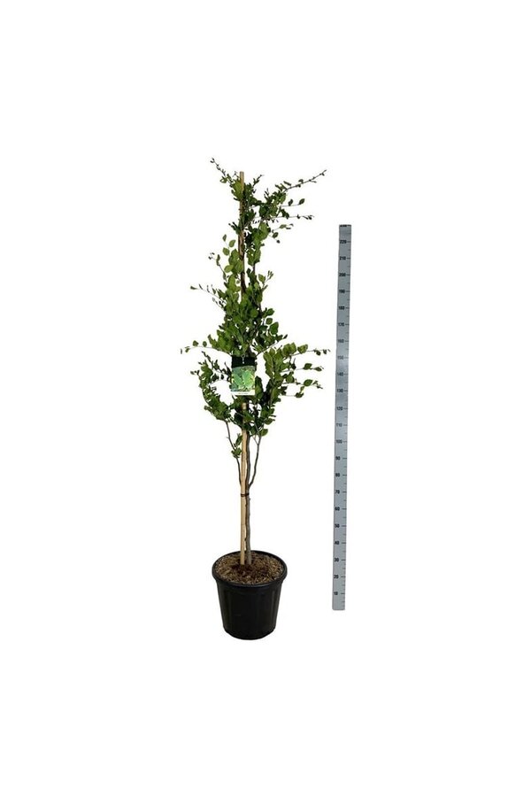 Beukenboom Fagus Dawyck
