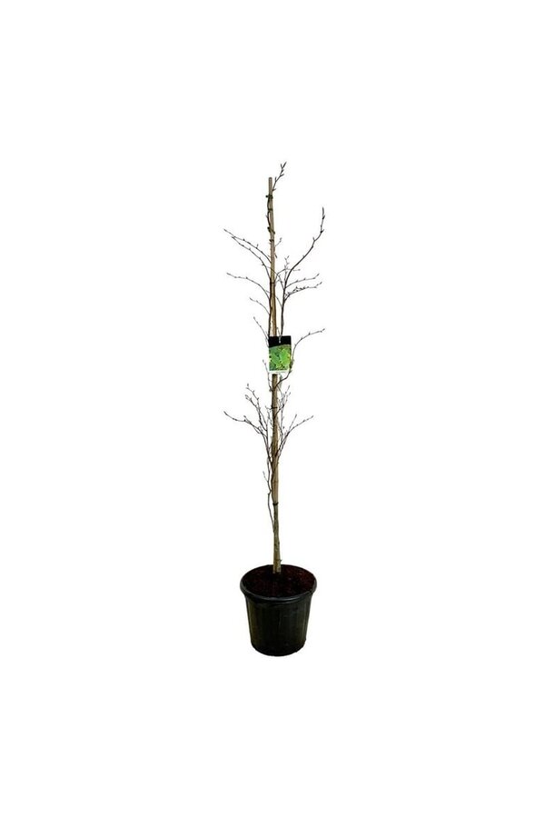 Beukenboom Fagus Dawyck