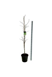 Beukenboom Fagus Dawyck