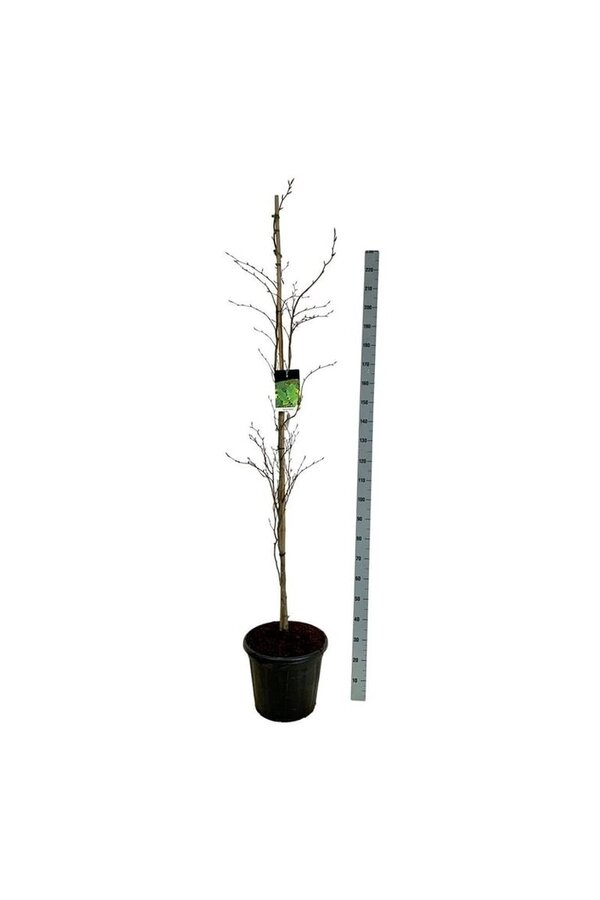 Beukenboom Fagus Dawyck