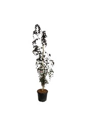 Beukenboom Fagus Purple Fountain