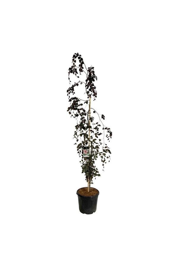 Beukenboom Fagus Purple Fountain