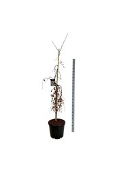 Beukenboom Fagus Purple Fountain