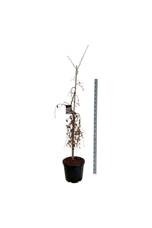 Beukenboom Fagus Purple Fountain