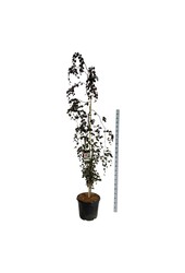 Beukenboom Fagus Purple Fountain